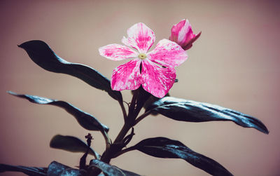 Close-up of pink flowers