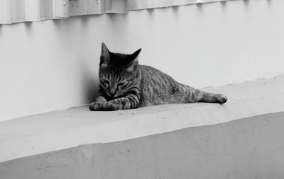 Cat resting on retaining wall