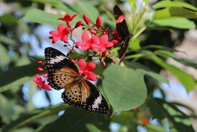 Close-up of butterfly pollinating on pink flower