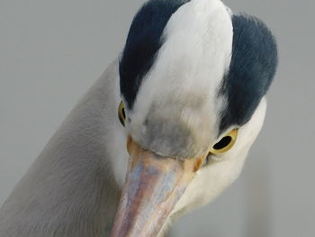 Close-up of a bird