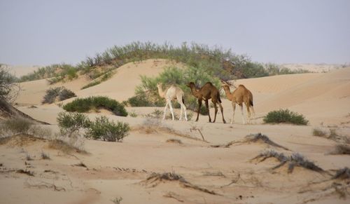 Horses in a desert