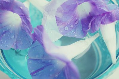 Close-up of purple flowers blooming