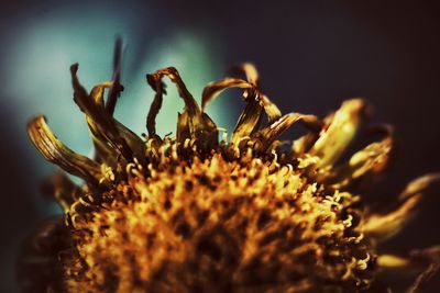 Close-up of flowers against blurred background