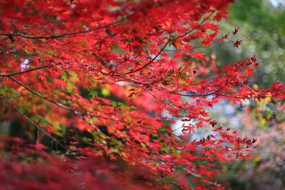 Close-up of red maple leaves on tree