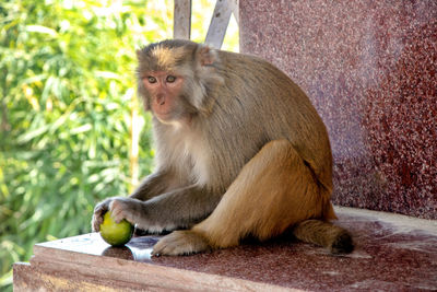 Monkey eating food