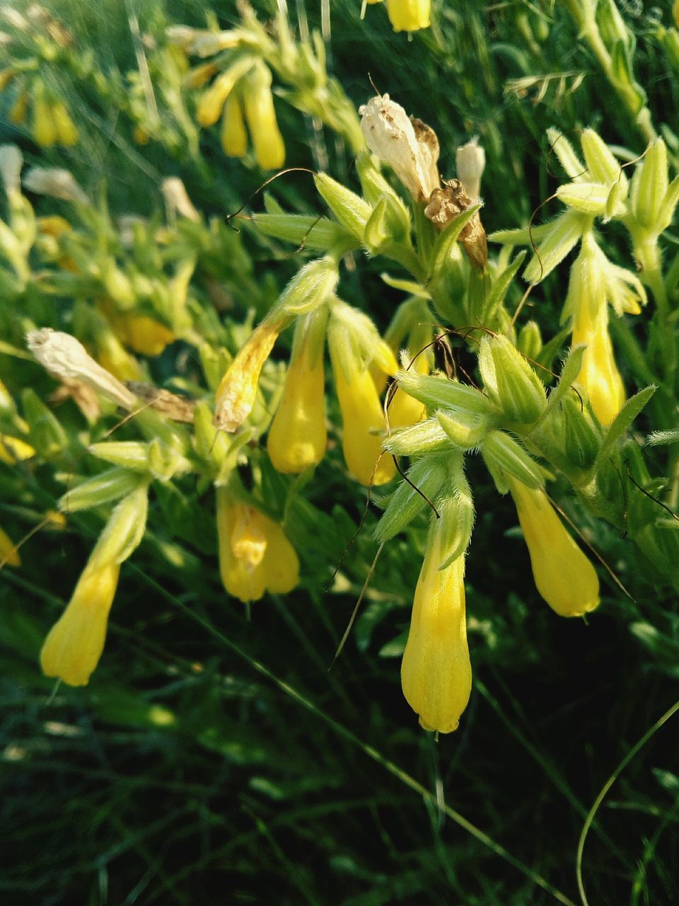 green color, growth, plant, close-up, nature, no people, beauty in nature, freshness, yellow, flower, fragility, outdoors, day, flower head