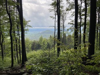 Scenic view of forest
