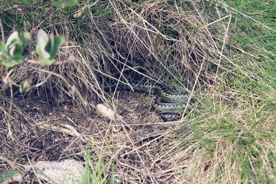 High angle view of lizard on field