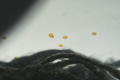 Close-up of wet plant on rock