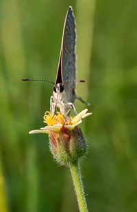 Close-up of butterfly pollinating on flower