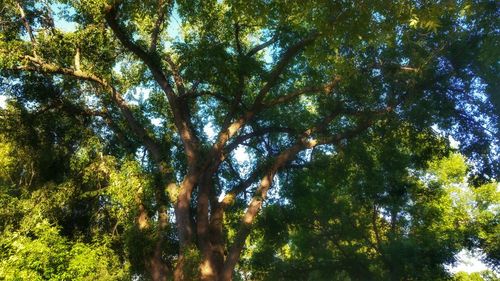 Low angle view of trees