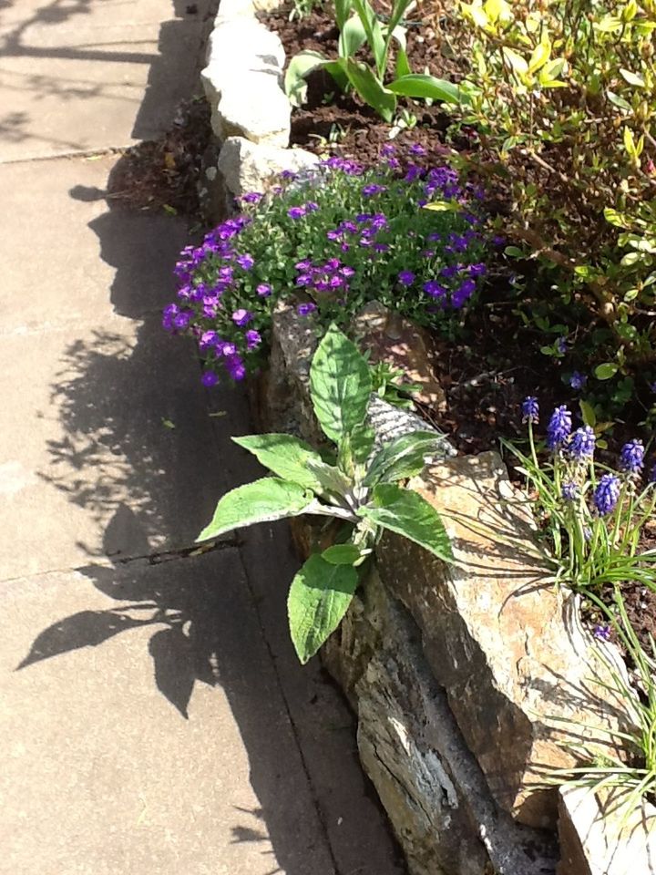 growth, flower, plant, leaf, freshness, fragility, purple, nature, beauty in nature, high angle view, potted plant, growing, sunlight, close-up, outdoors, day, petal, no people, green color, blooming