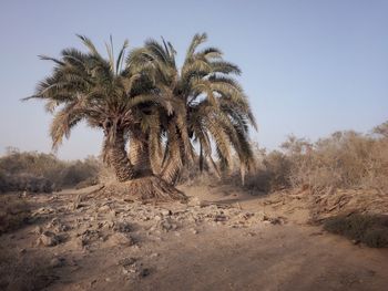 Palm trees on desert against sky