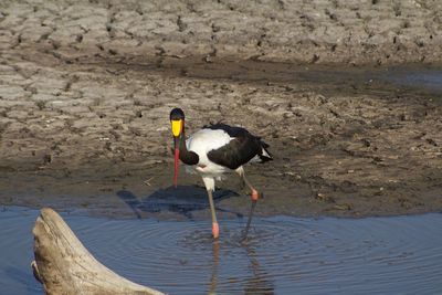 High angle view of bird perching on wood