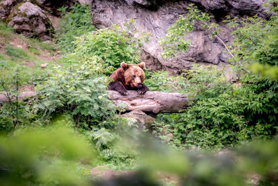 Portrait of bear resting on a stone 