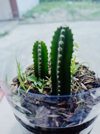 High angle view of succulent plants in pot