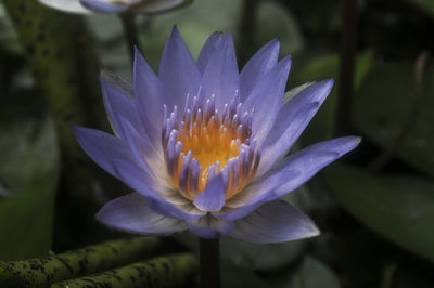 Close-up of purple flowers