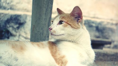 Close-up of a cat looking away