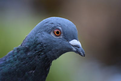 Close-up of pigeon