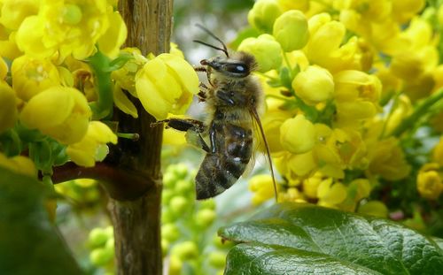 Close-up of bee pollinating on flower