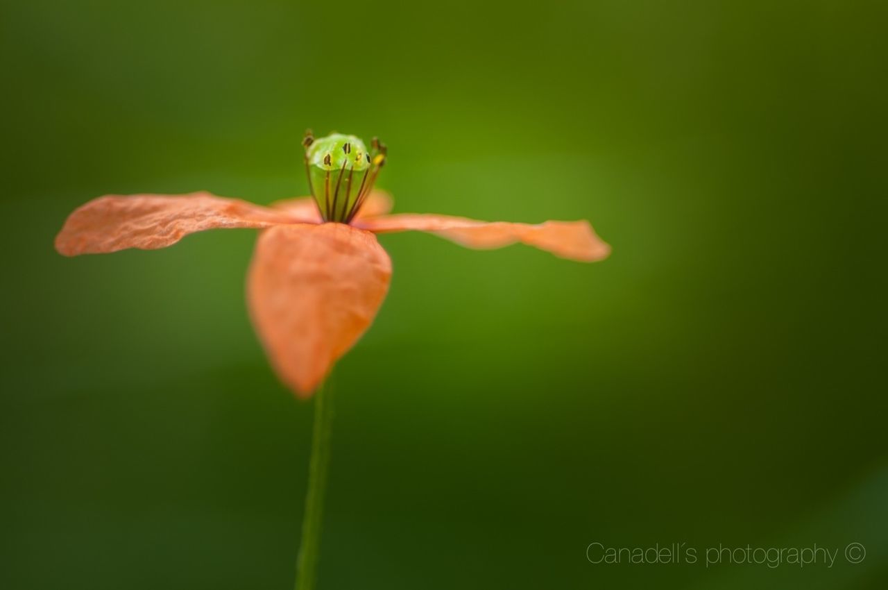 flower, growth, freshness, fragility, beauty in nature, stem, focus on foreground, close-up, nature, plant, petal, bud, flower head, blooming, selective focus, green color, leaf, field, beginnings, day