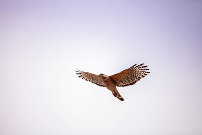 Pair of red shouldered hawk birds buteo lineatus near their nest in the crew corkscrew sanctuary 