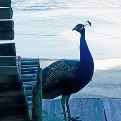 Close-up of peacock