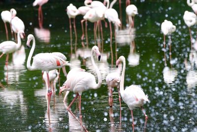 Flamingos standing in lake