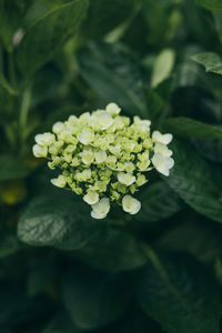 Close-up of white flowering plant