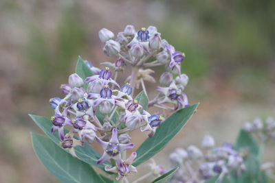 Close-up of purple flowering plant