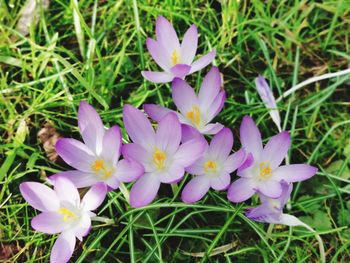 High angle view of purple crocus flowers on field