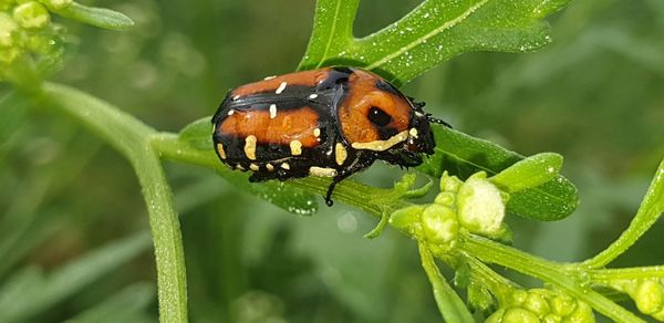 Close-up of insect on leaf