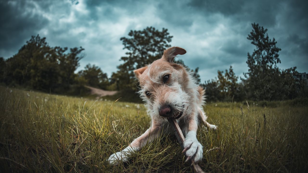 DOG STANDING ON FIELD