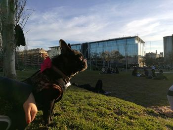 Dog on hand against sky in city