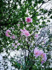 Low angle view of pink flowering tree