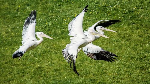 Flock of birds flying