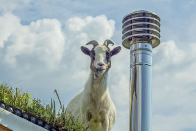 Low angle view of a goat against the sky