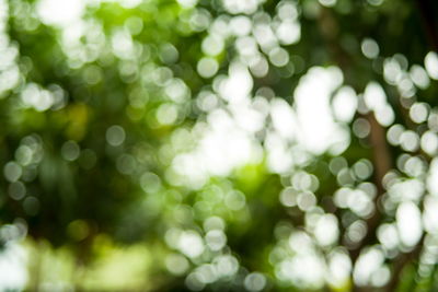 Full frame shot of plants