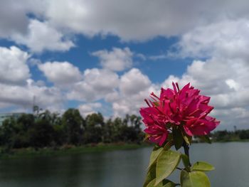 Close-up of red flower blooming against sky