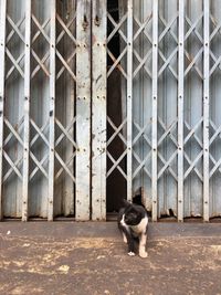 Cat sitting in a front of a dog