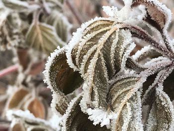 Close-up of frozen pine tree during winter