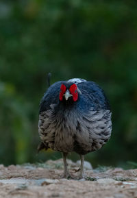 Close-up of a bird on field