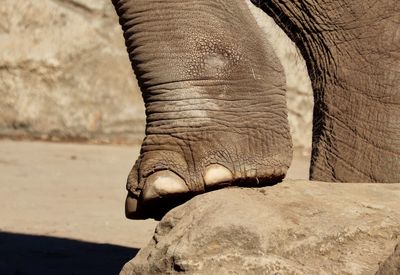 Close-up of elephant in zoo