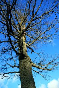 Low angle view of bare trees against blue sky