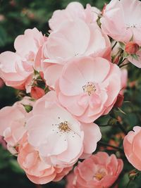 Close-up of pink cherry blossoms