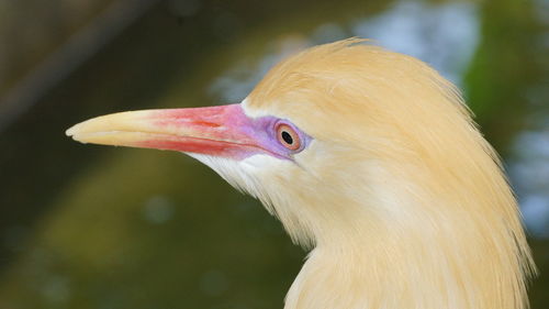 Close-up of a bird