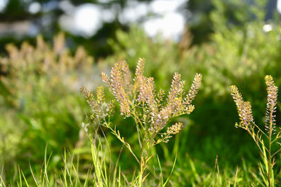 Close-up of flowering plant on field