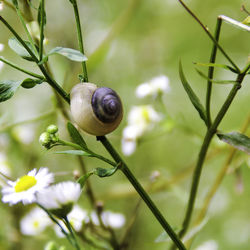 Close-up of snail on plant