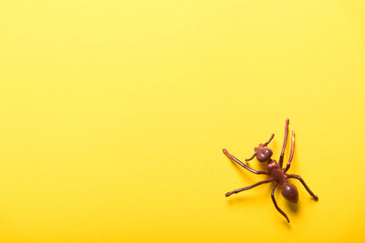 High angle view of insect on yellow background