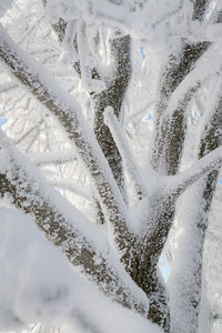 Full frame shot of snow on tree